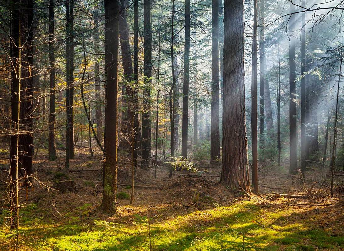 Morning Light Coming Through Forest